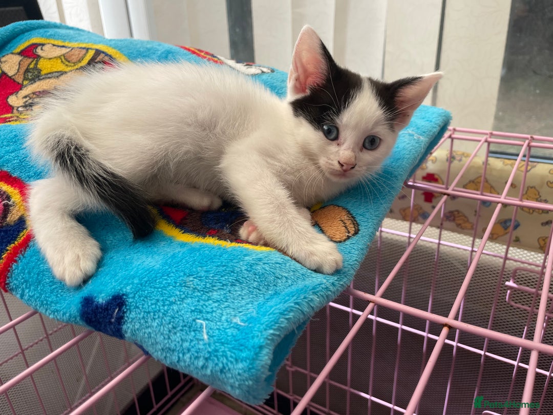 Mixed Breed cats for sale: Beautiful Female kitten  - Image 2