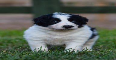 Sprollie dogs - Advert 15