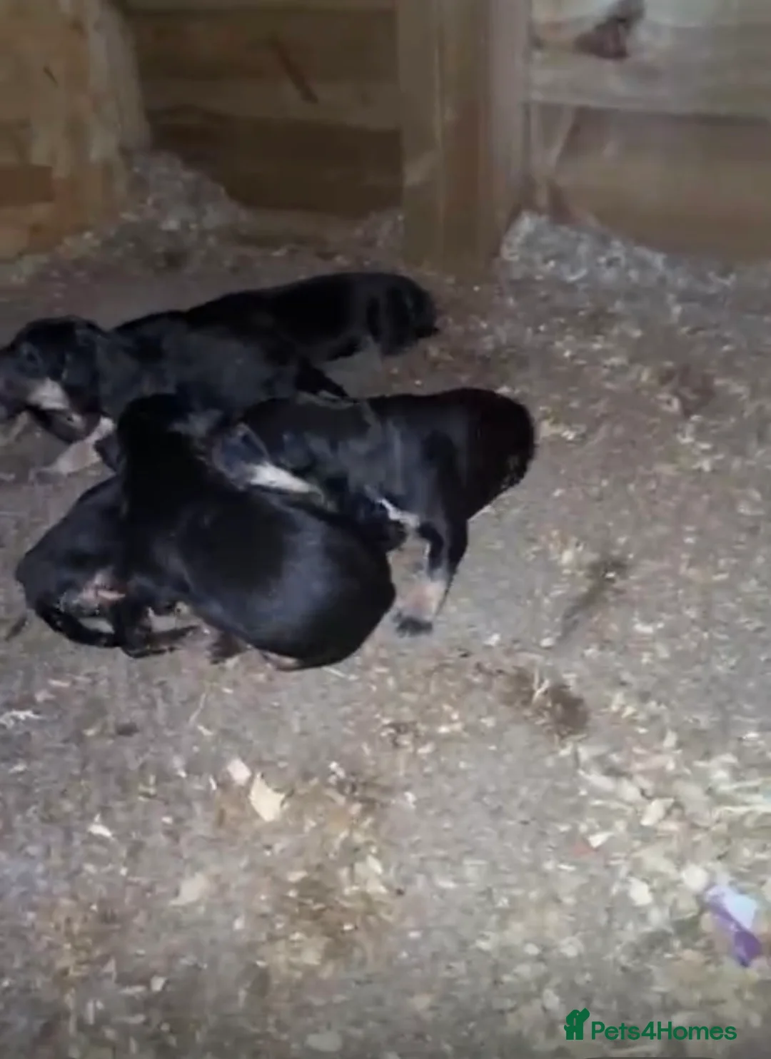 German Shepherd dogs for sale: German Shepard  - Advert 2