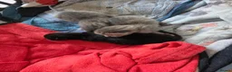 Domestic Shorthair cats for sale: Three gorgeous 3 boys for sale - Advert 20