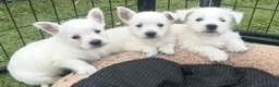 West Highland Terrier dogs for sale: West Highland Terrier Puppies  in Northallerton - Advert 2