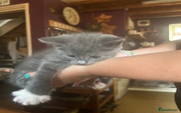 Mixed Breed cats for sale: Blue male with white socks  - Image 7