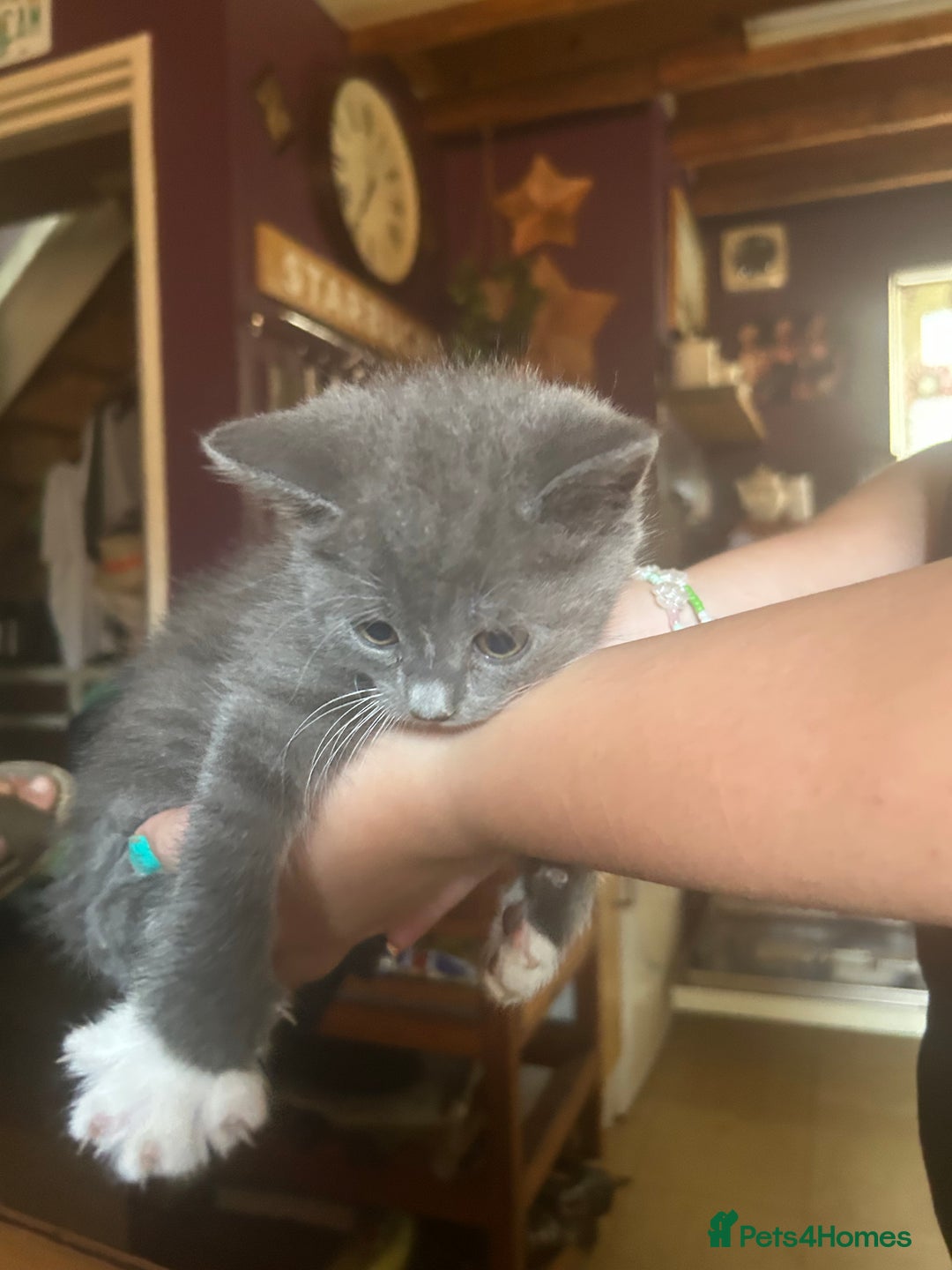 Mixed Breed cats for sale: Blue male with white socks  - Image 7