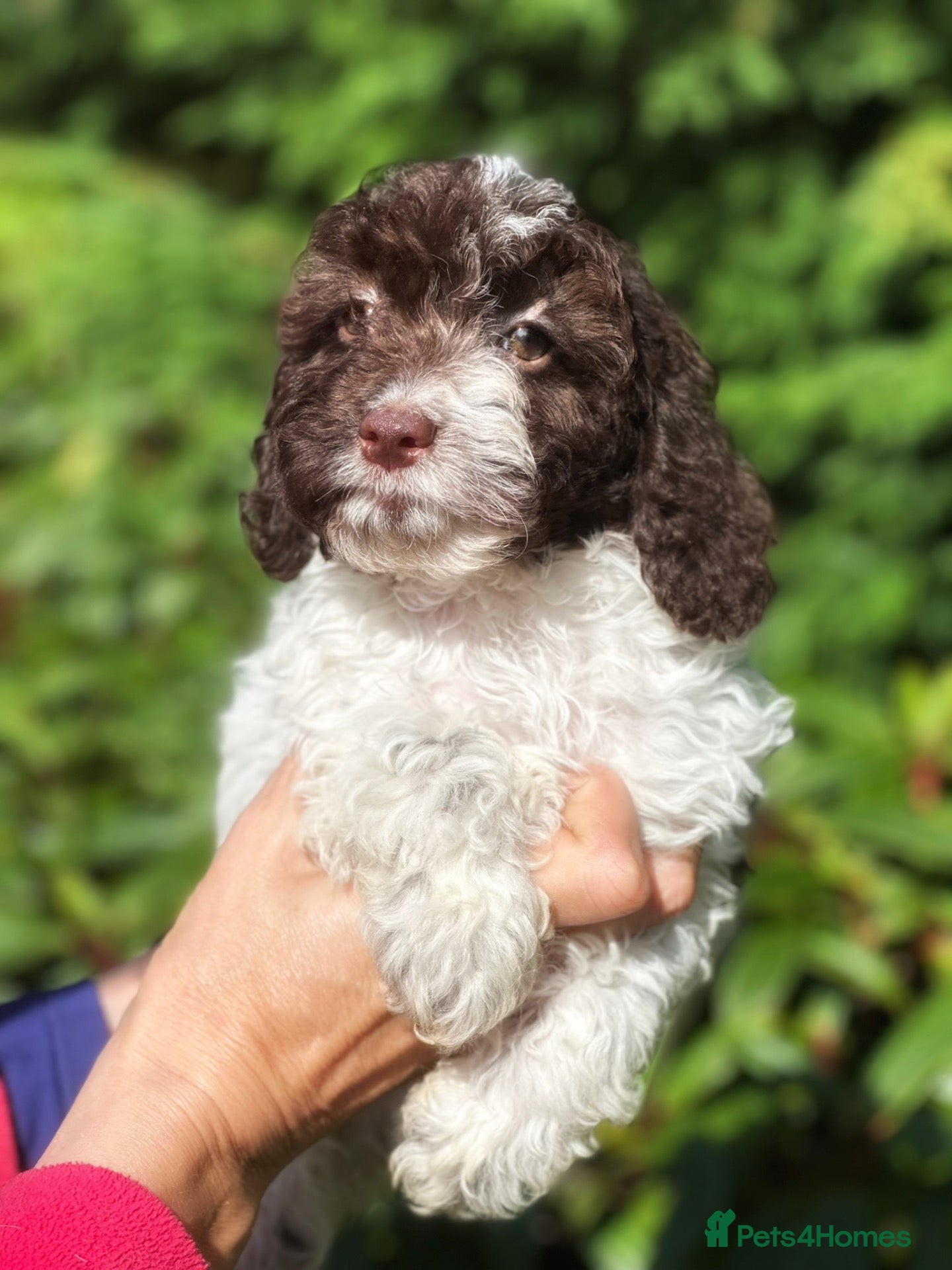 Cockapoo dogs One Liver Roan Female Cockapoo Pup - Advert 1