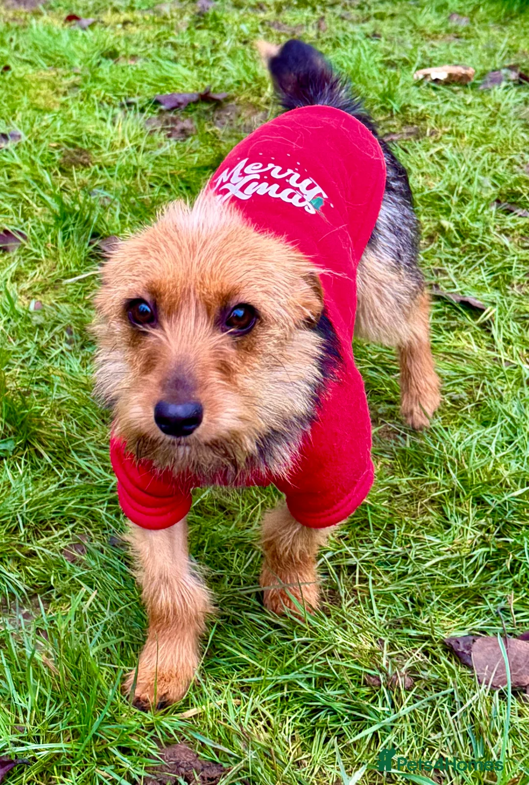 Yorkshire Terrier dogs for adoption: LISA – Female Yorkshire Terrier - Advert 6