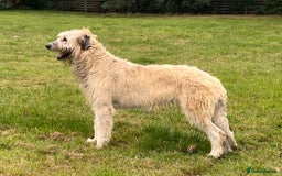 Irish Wolfhound dogs for sale: FEMALE IRISH WOLFHOUND PUPPIES FOR SALE - Image 10