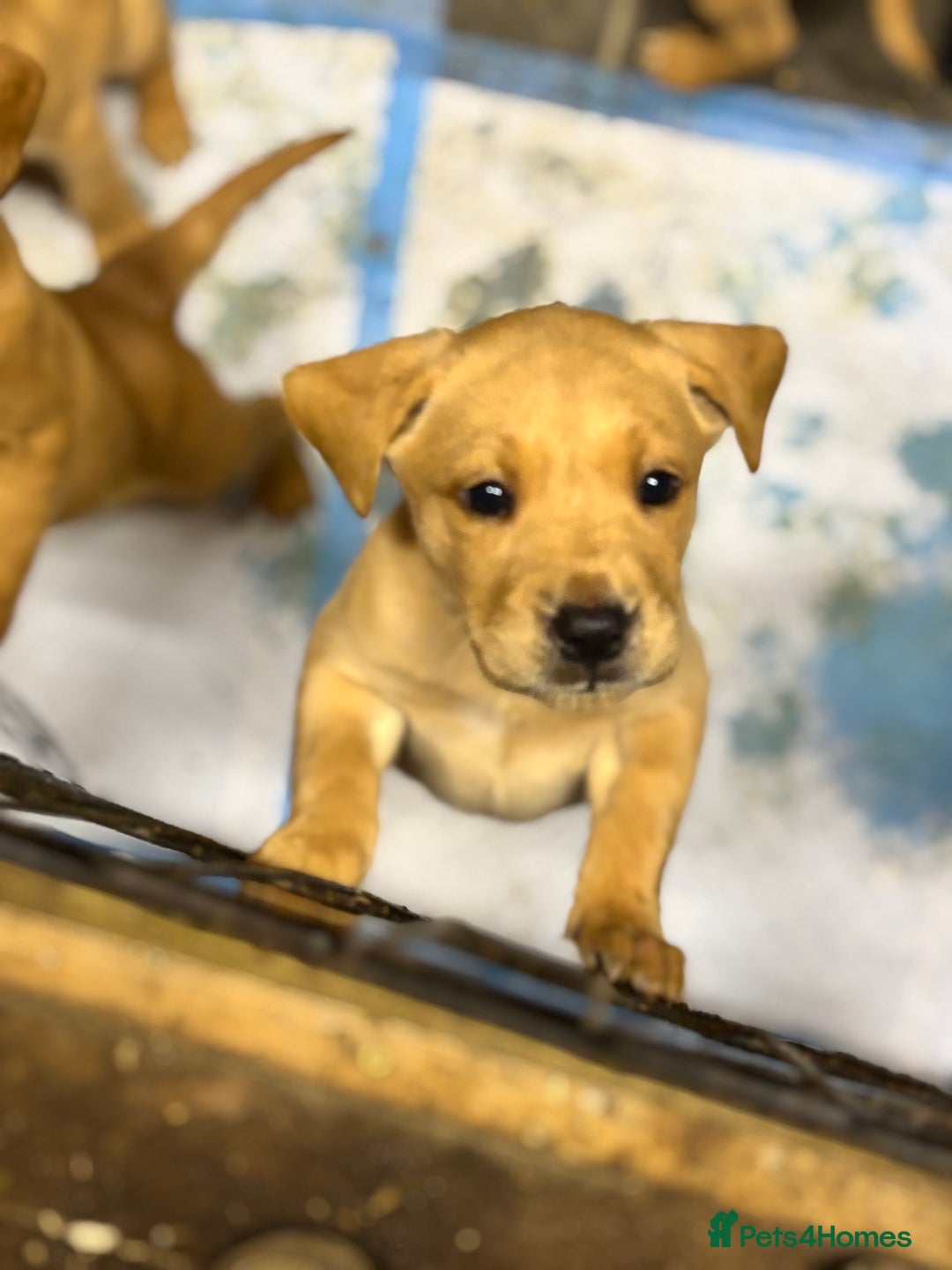 Labrador Retriever dogs for sale: Ready this weekend! Gorgeous KC reg yellow Lab F - Advert 5