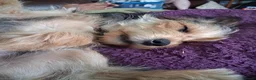 Mixed Breed dogs for sale: Corkie pups for sale - Advert 4