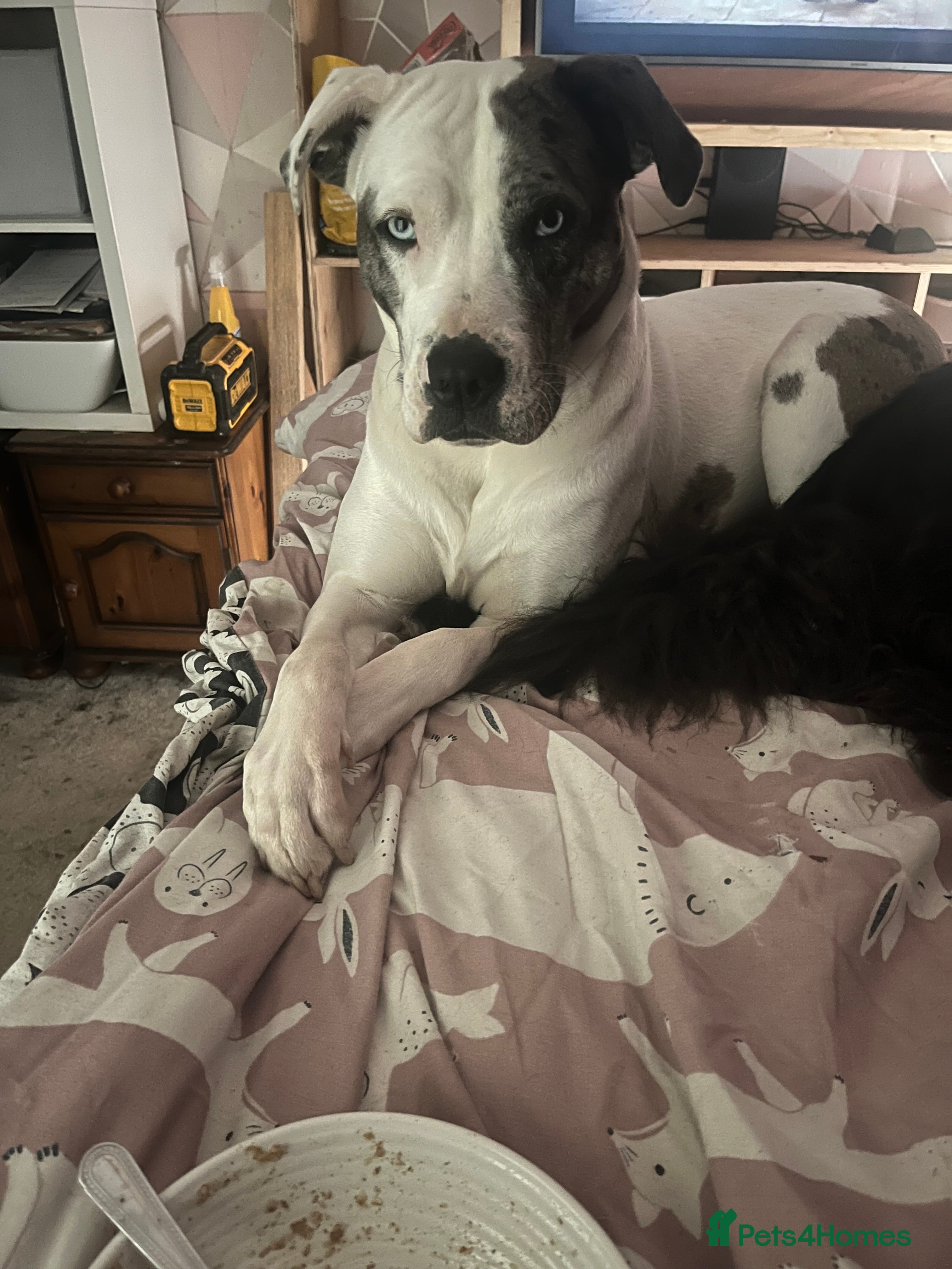 Mixed Breed dogs Beautiful Merle Caucasian corso - Advert 1