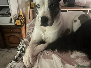 Mixed Breed dogs Beautiful Merle Caucasian corso - Advert 1