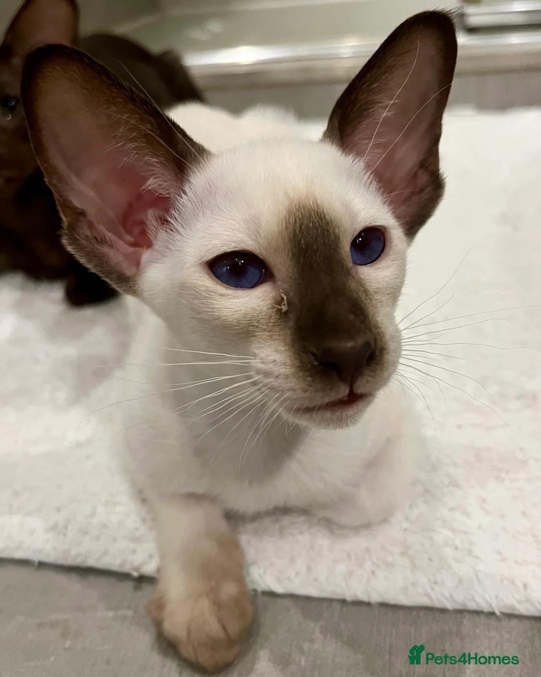 Siamese cats for sale: Supreme Pedigree Siamese kittens GCCF registered  - Advert 17