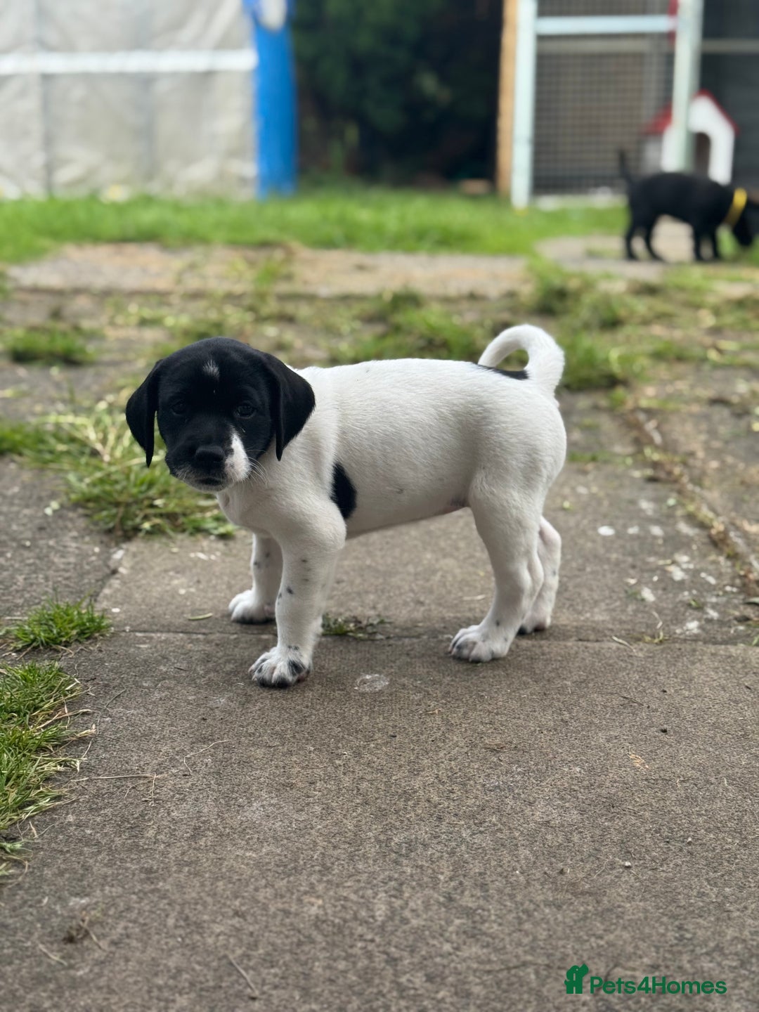 Mixed Breed dogs for sale: LAST PUPPY ❤️ - Image 8