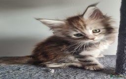 Maine Coon cats for sale: Stunning pedigree Mainecoon Kittens  - Image 17