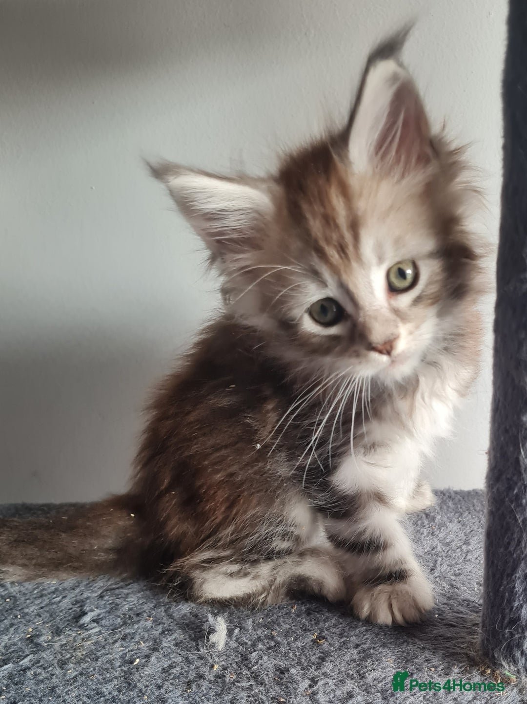 Maine Coon cats for sale: Stunning pedigree Mainecoon Kittens  - Image 17