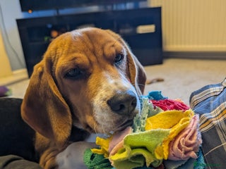 Beagle dogs 7-Month-Old Tri-Colour Male Beagles. - Advert 5