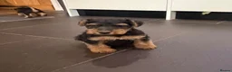 Welsh Terrier dogs for sale: Beautiful KC Registered Welsh Terrier Puppies  - Advert 10