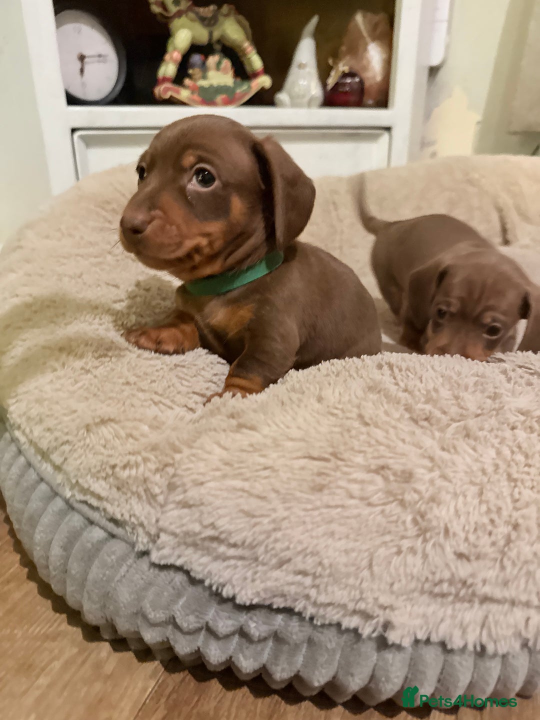 Miniature Dachshund dogs for sale: 3 girls Left Miniature Dachshund chocolate & tan - Advert 17