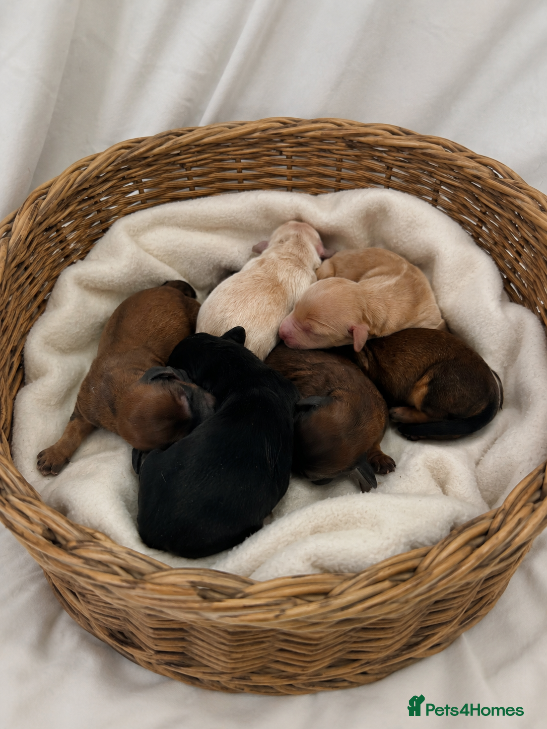 Dachshund dogs KC REG miniature dachshund - Advert 2