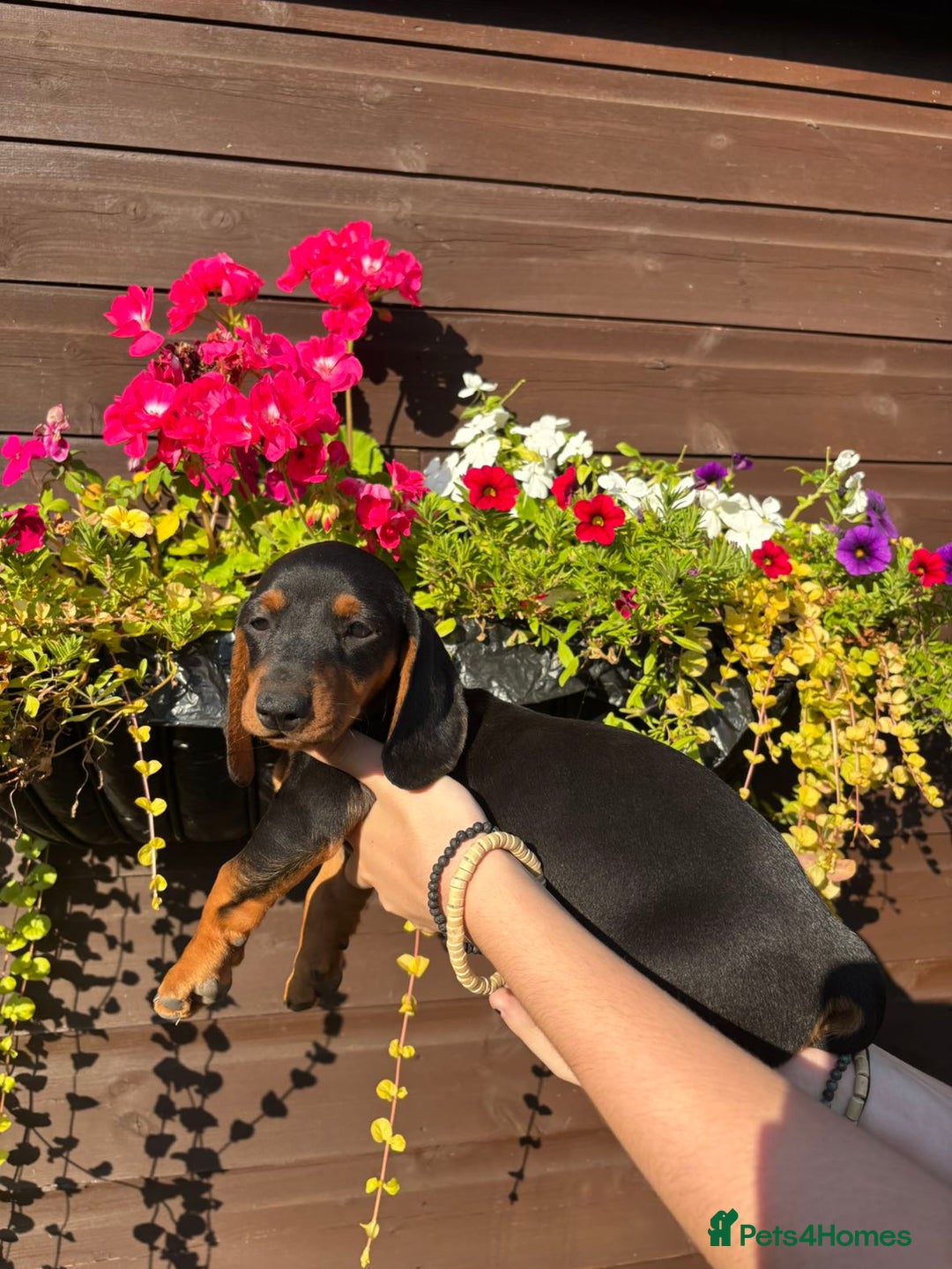 Dachshund dogs for sale: Gorgeous little Dachshund pups - Image 6