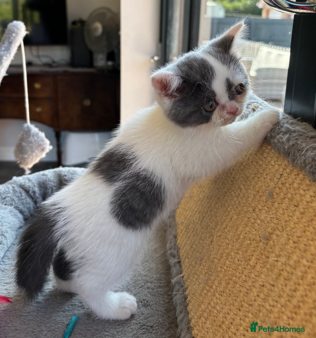 British Shorthair cats for sale: REDUCED 1 left - TICA Reg BSH Kittens in March - Image 4