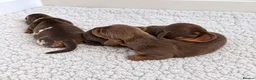Miniature Dachshund dogs for sale: 🐾 Beautiful KC mini dachshund pups ready 9/11 🐾 - Advert 5