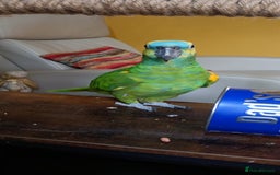 Parrots birds for sale: Jessie - Image 25