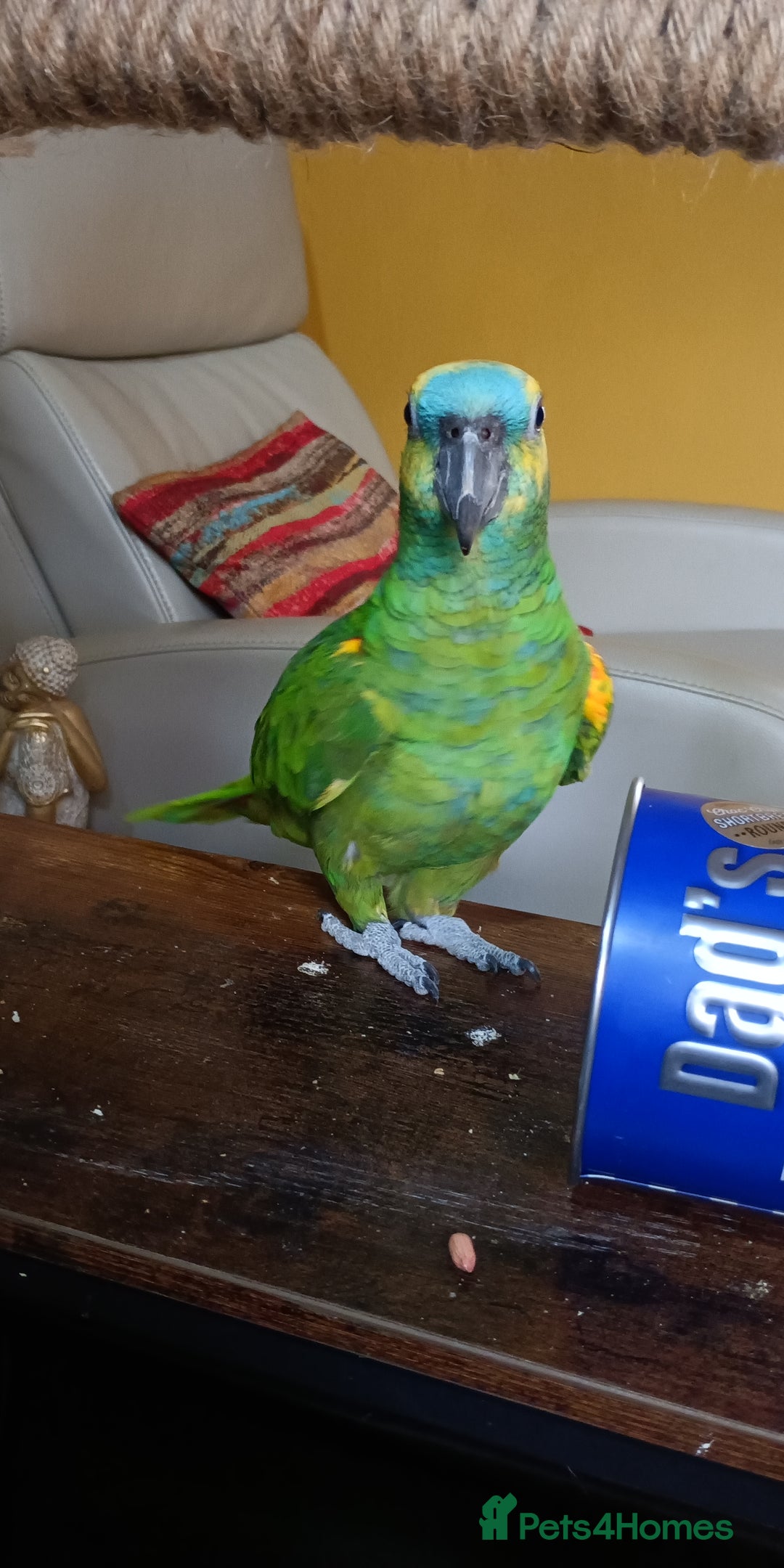 Parrots birds for sale: Jessie - Image 25