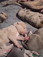 Lurcher dogs - Advert 5