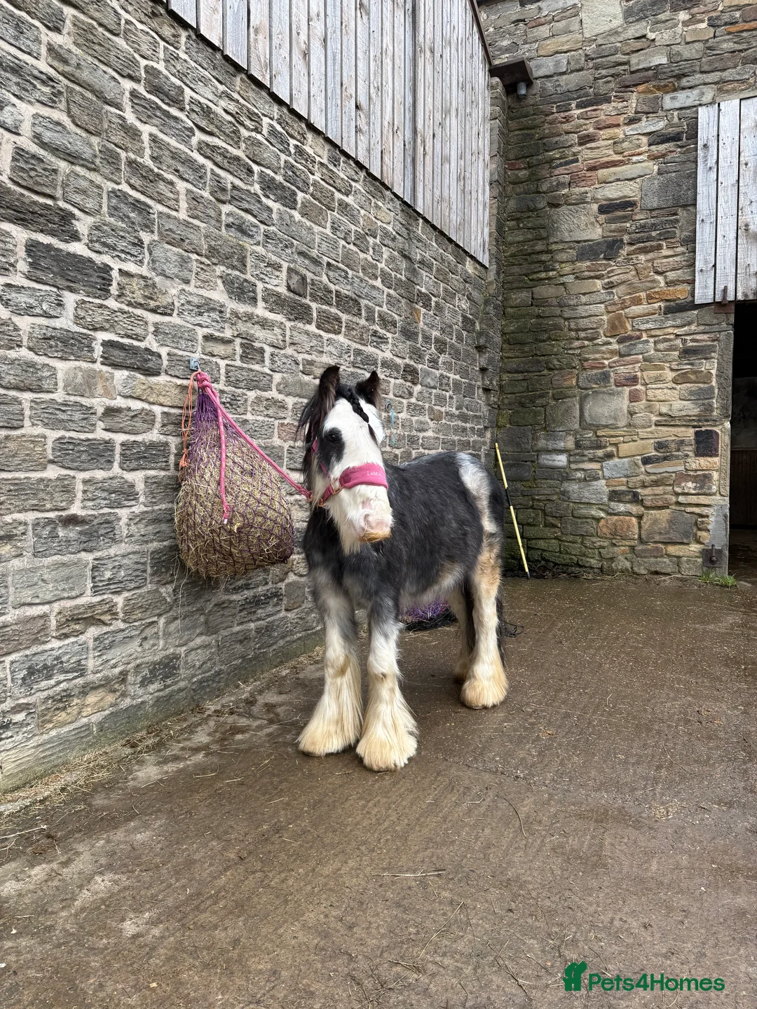Irish Cob horses for sale: 12hh 2 year old gelding to make 12.2/3hh  - Advert 4