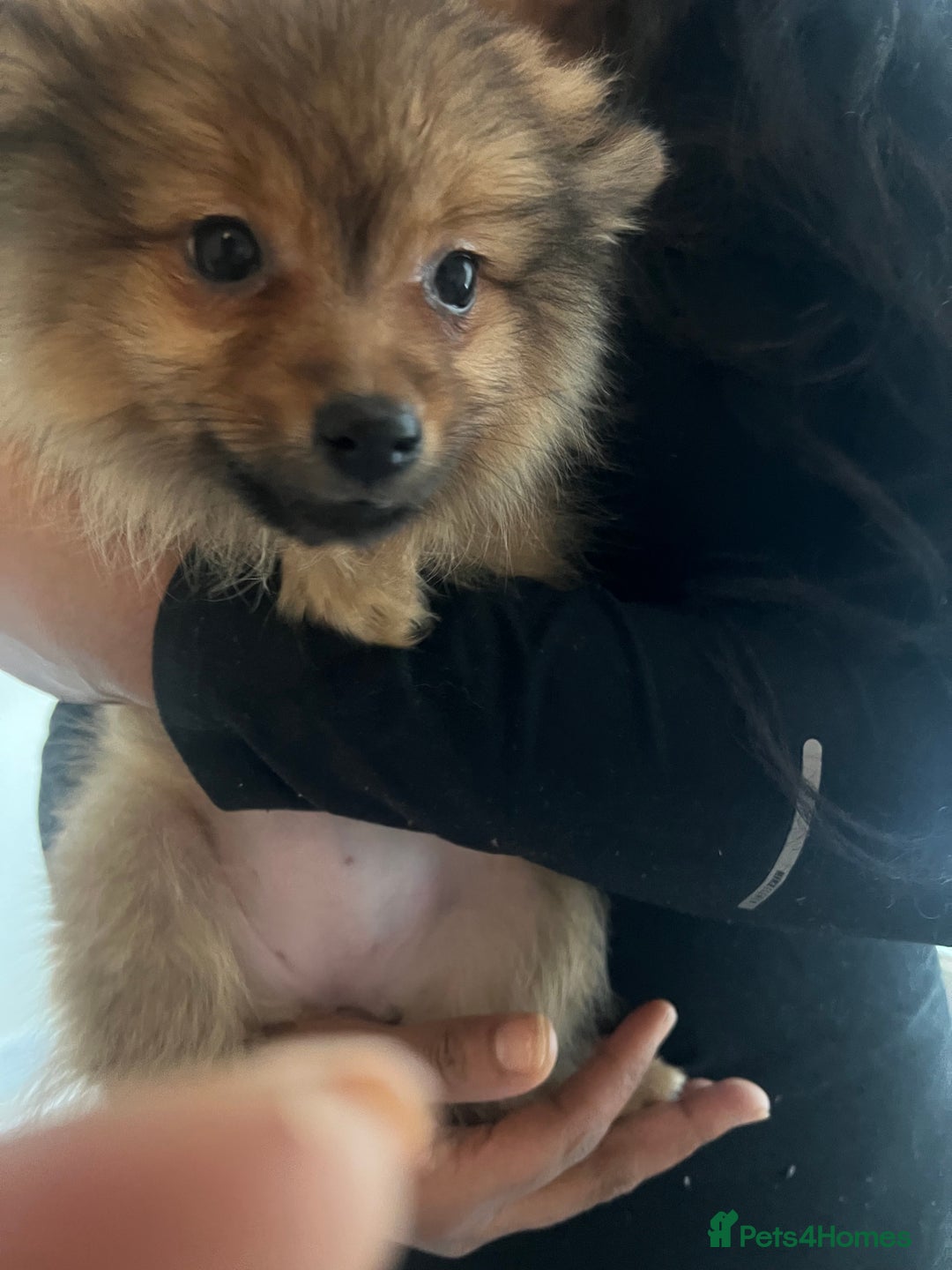 Mixed Breed dogs for sale: The cutest Pups: German & Japanese Pomeranian - Advert 18