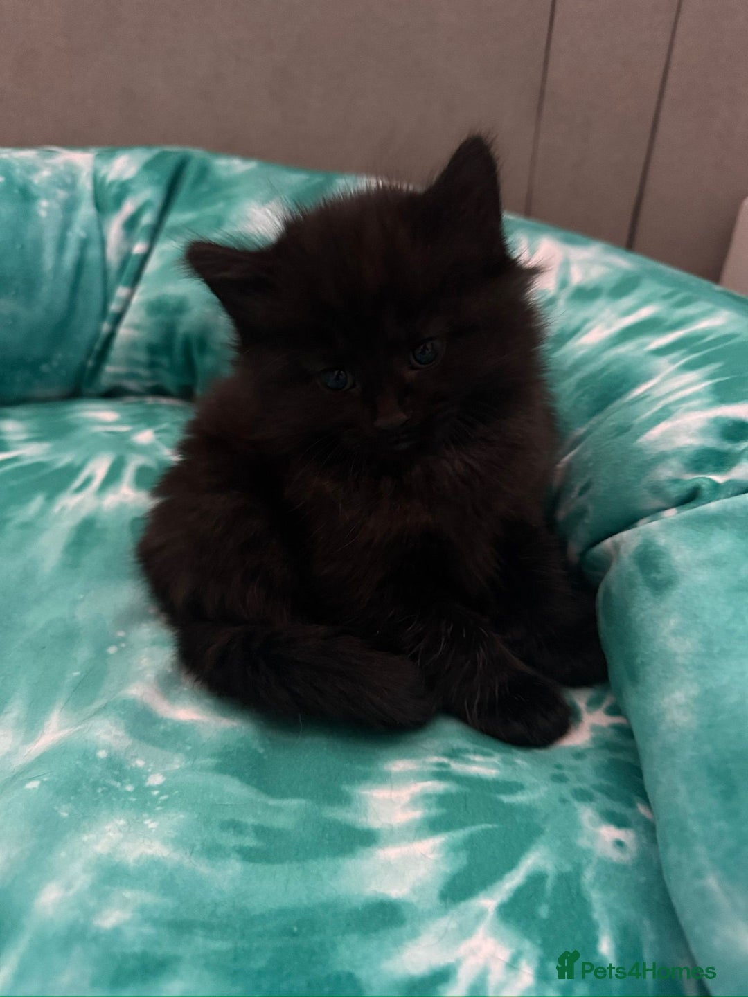 Domestic Shorthair cats for sale: 5 Playful Tuxedo & Black Kittens – Ready Now - Image 9