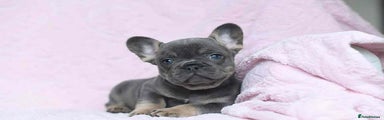 French Bulldog Puppy 2
