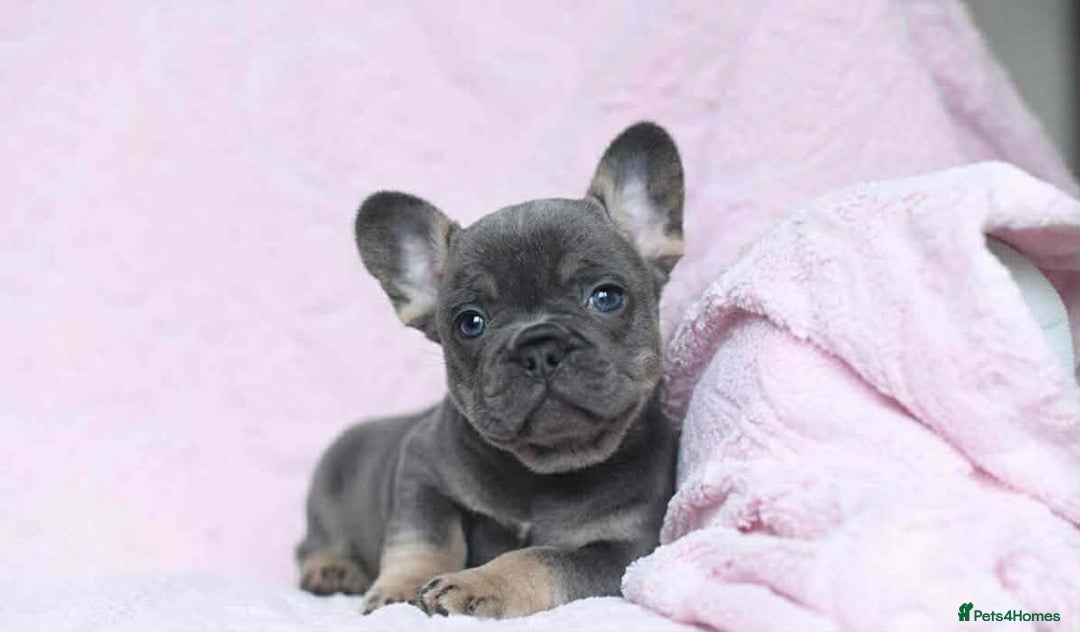 French Bulldog dogs for sale: 😍 Beautiful french bulldog puppies 🥰 - Advert 3