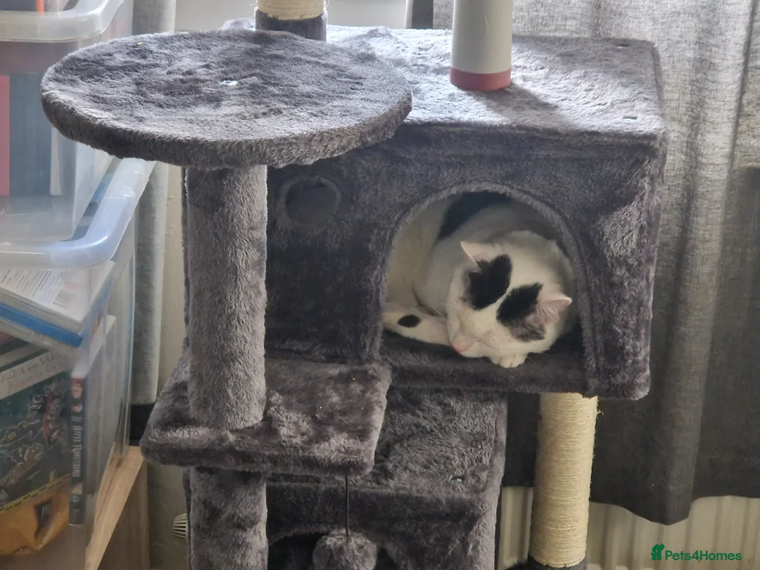 Mixed Breed cats for sale: Toby 2 year old male cat  - Advert 6