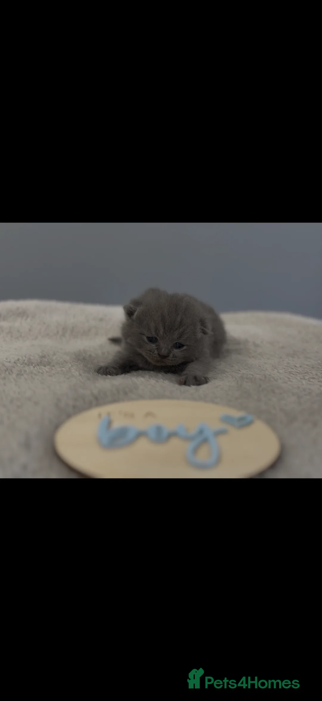 British Shorthair cats for sale: Beautiful Champion Bloodlined BSH kittens. - Advert 2