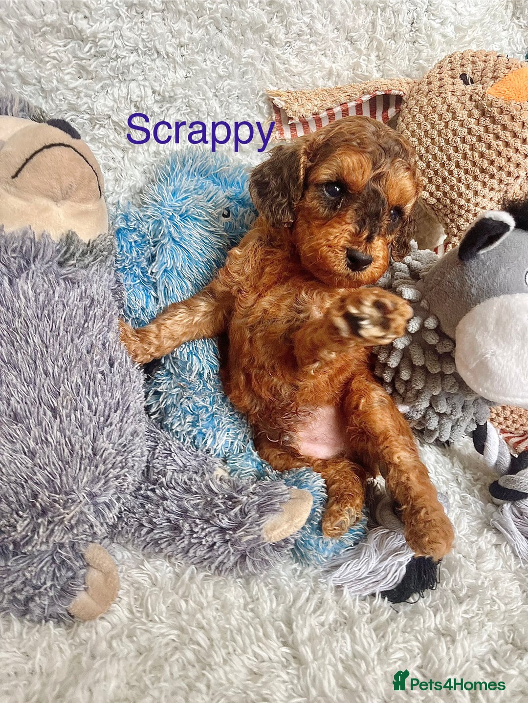 Cockapoo dogs for sale: F2B Red Cockapoos **BOTH PARENTS DNA CLEAR** - Image 17