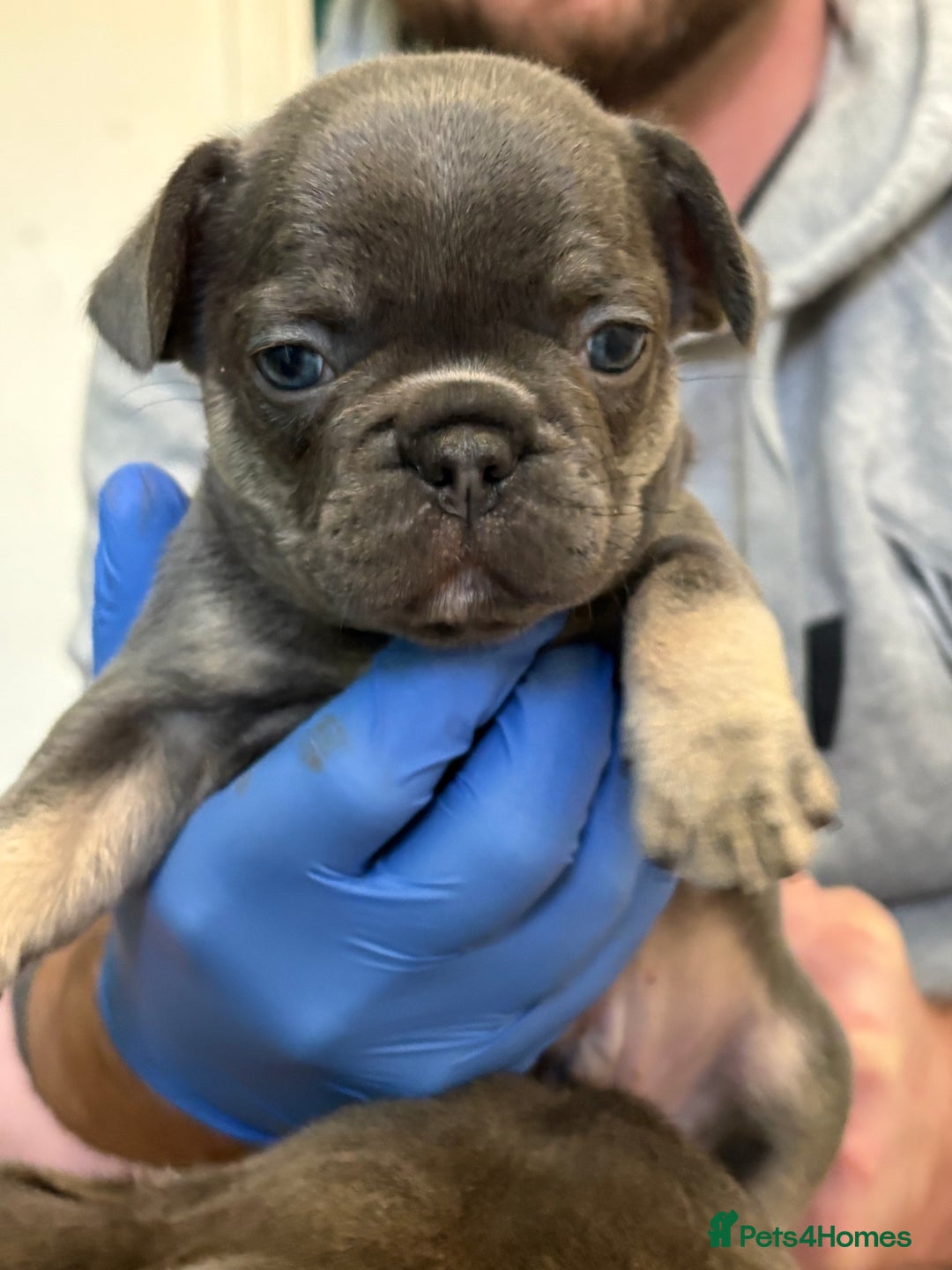 French Bulldog dogs for sale: Beautiful blue and tan French bulldogs  - Advert 4