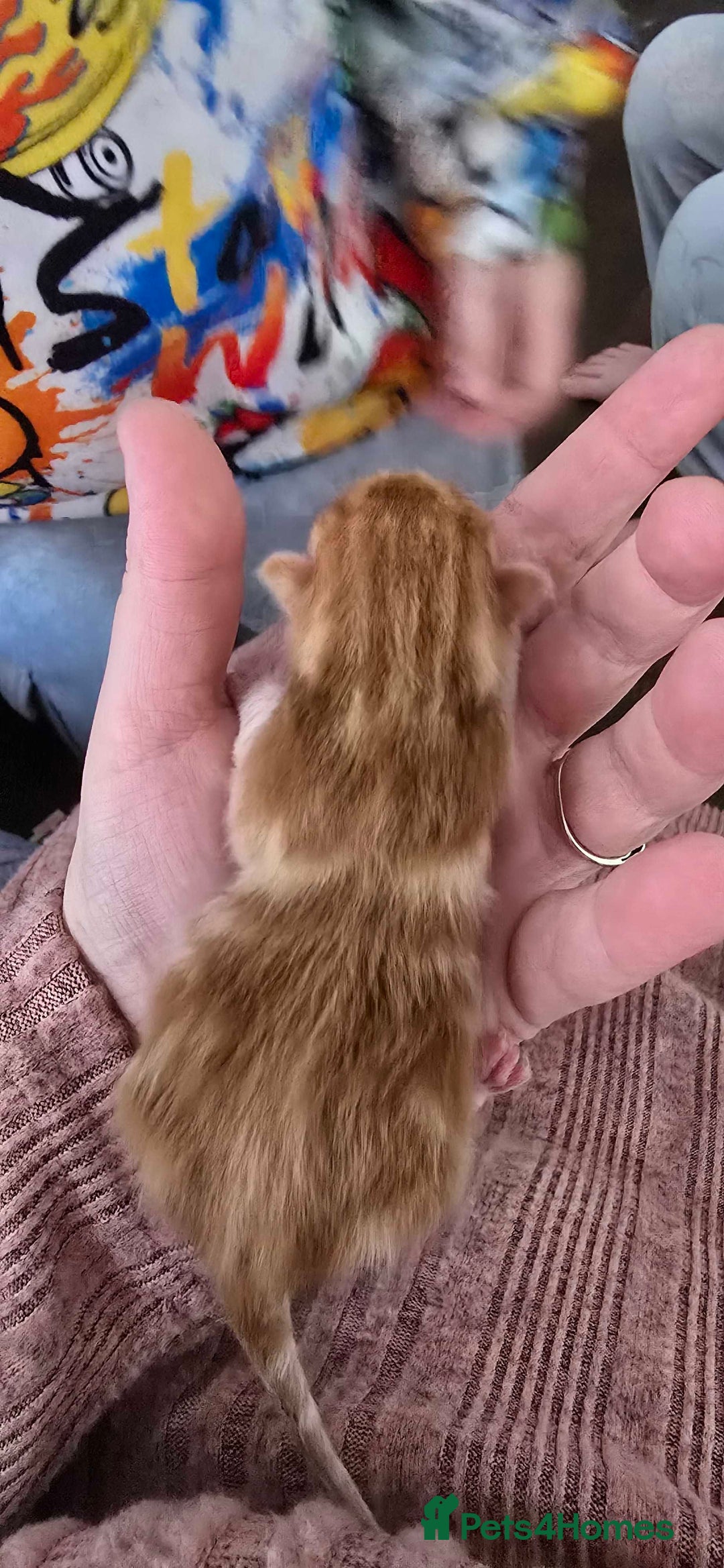 Mixed Breed cats for sale: winnies litter - Advert 4