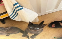 British Shorthair cats for sale: Ready to go - 2 sweet little BSH kittens - Image 3