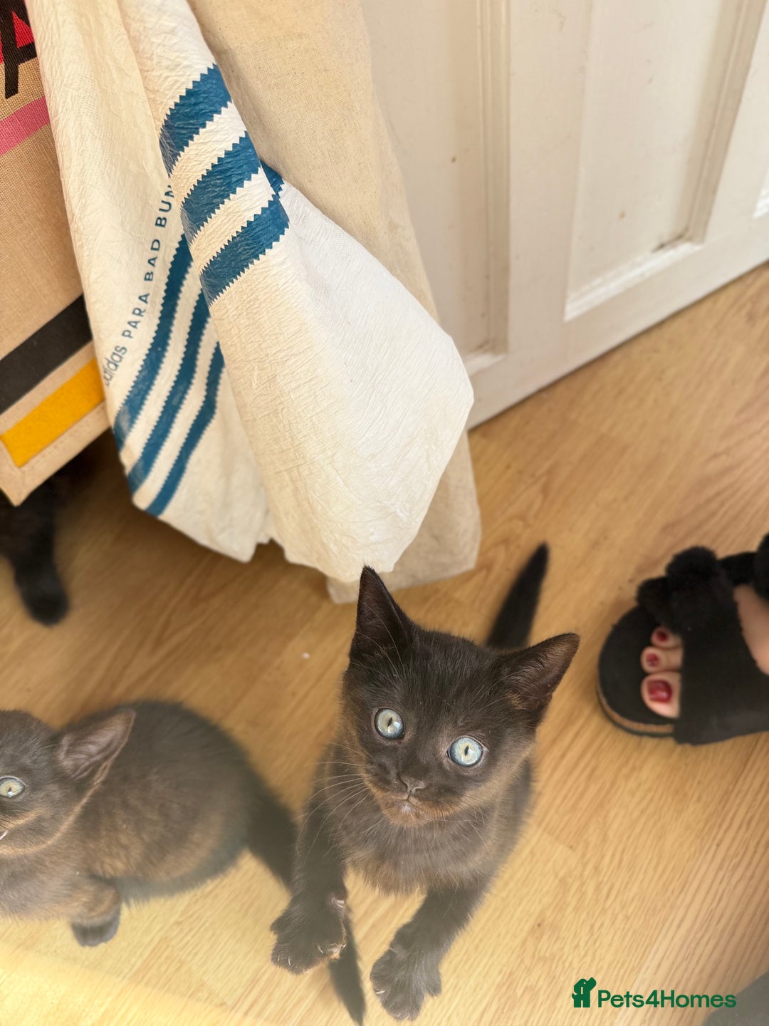 British Shorthair cats for sale: Ready to go - 2 sweet little BSH kittens - Image 3