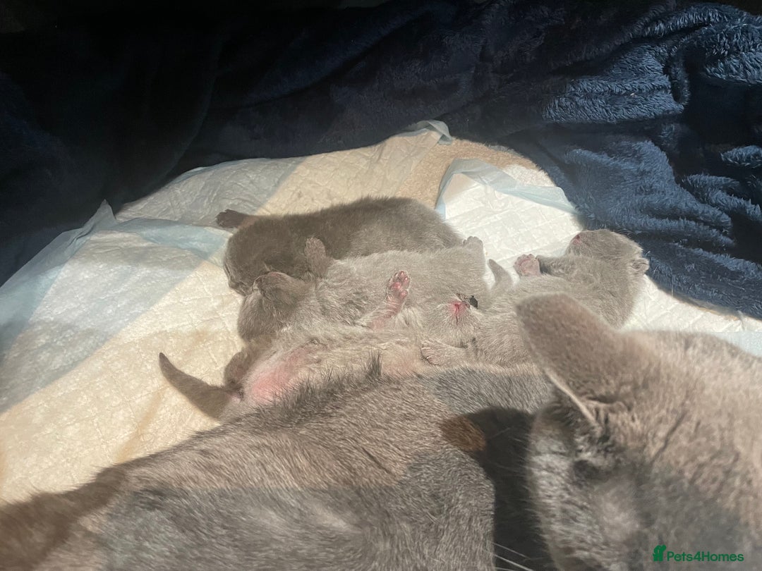 British Shorthair cats for sale: 💕Pure BSH Kittens – Family Raised, Ready December - Image 23