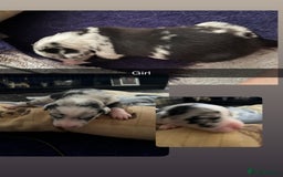 Mixed Breed dogs for sale: 7 Lurcher x collie  - Image 7