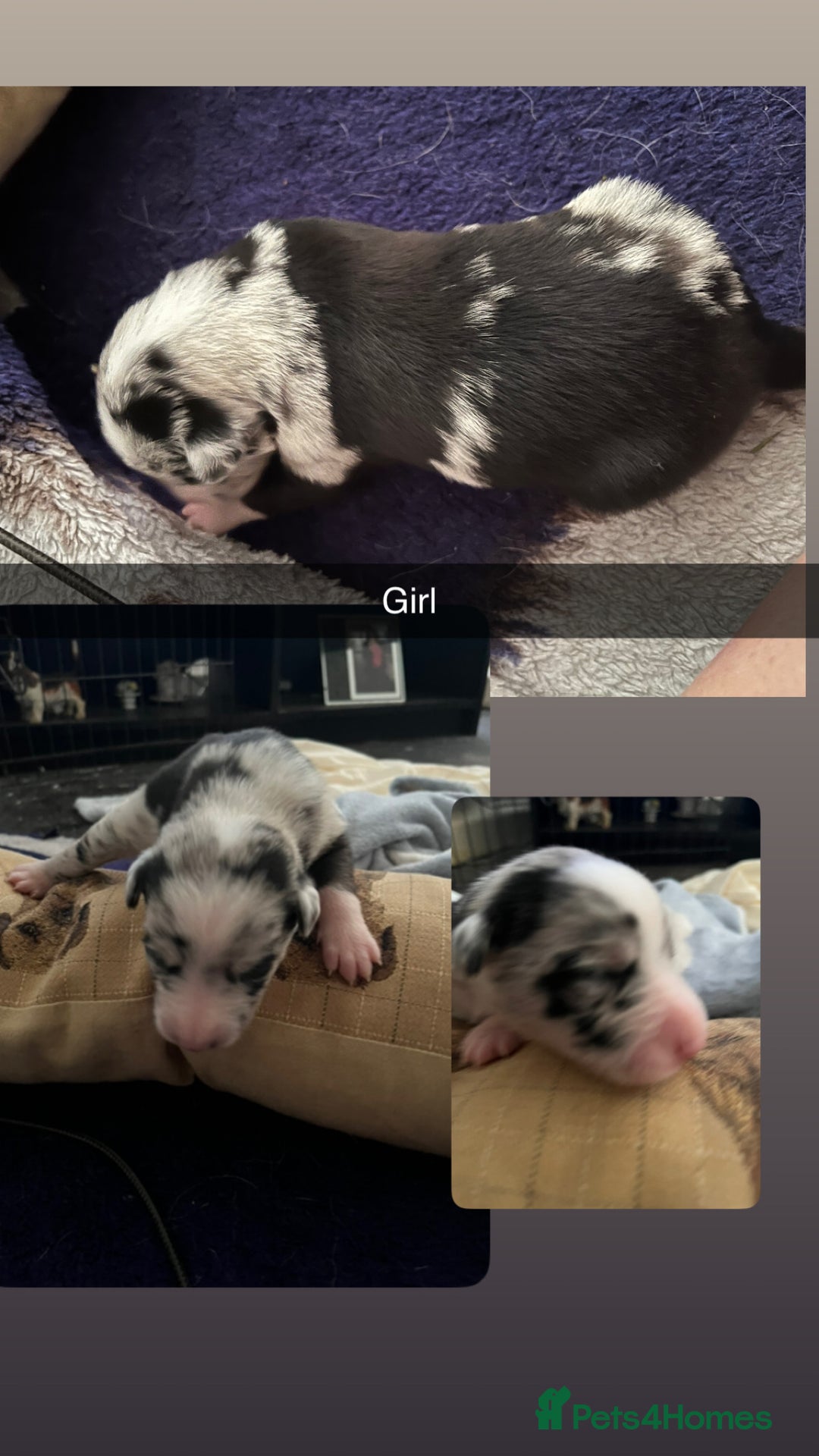 Mixed Breed dogs for sale: 7 Lurcher x collie  - Image 7