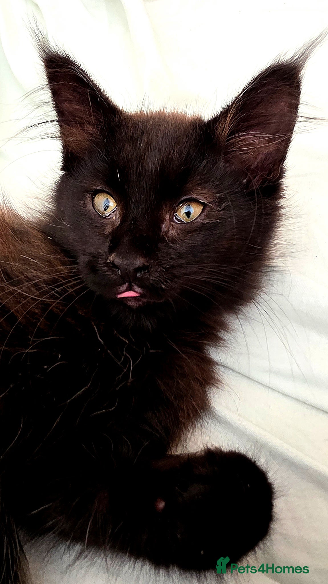 Mixed Breed cats Female Maine Coon X British Short Hair - Advert 1