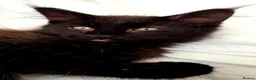 Mixed Breed cats for sale: Female Maine Coon X British Short Hair - Advert 3