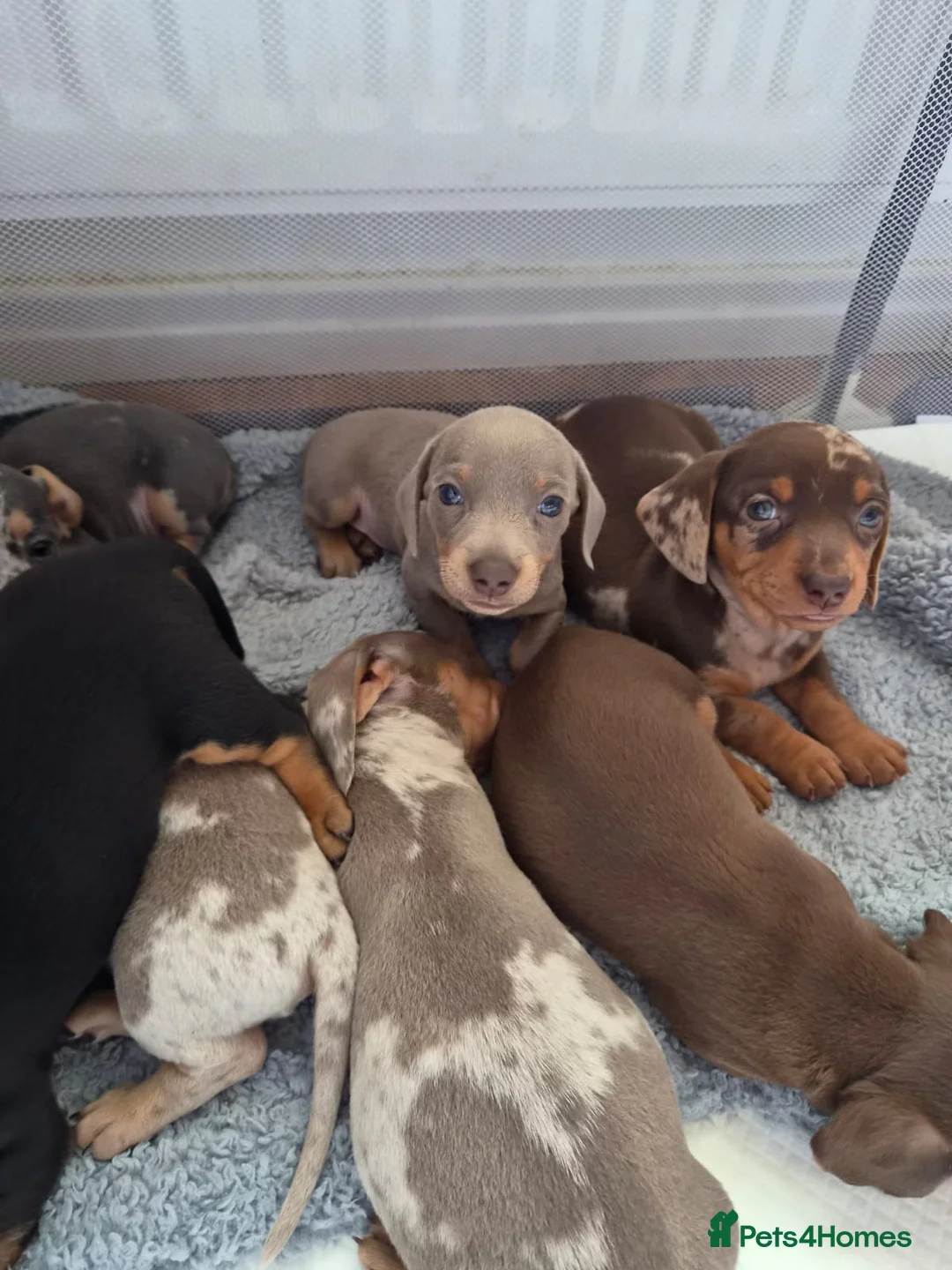 Miniature Dachshund dogs for sale: Beautiful mini dachshunds ready to leave now - Advert 1