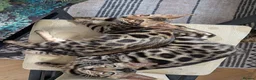 Bengal cats for sale: Male Bengal kitten TICA registered silver  - Advert 4