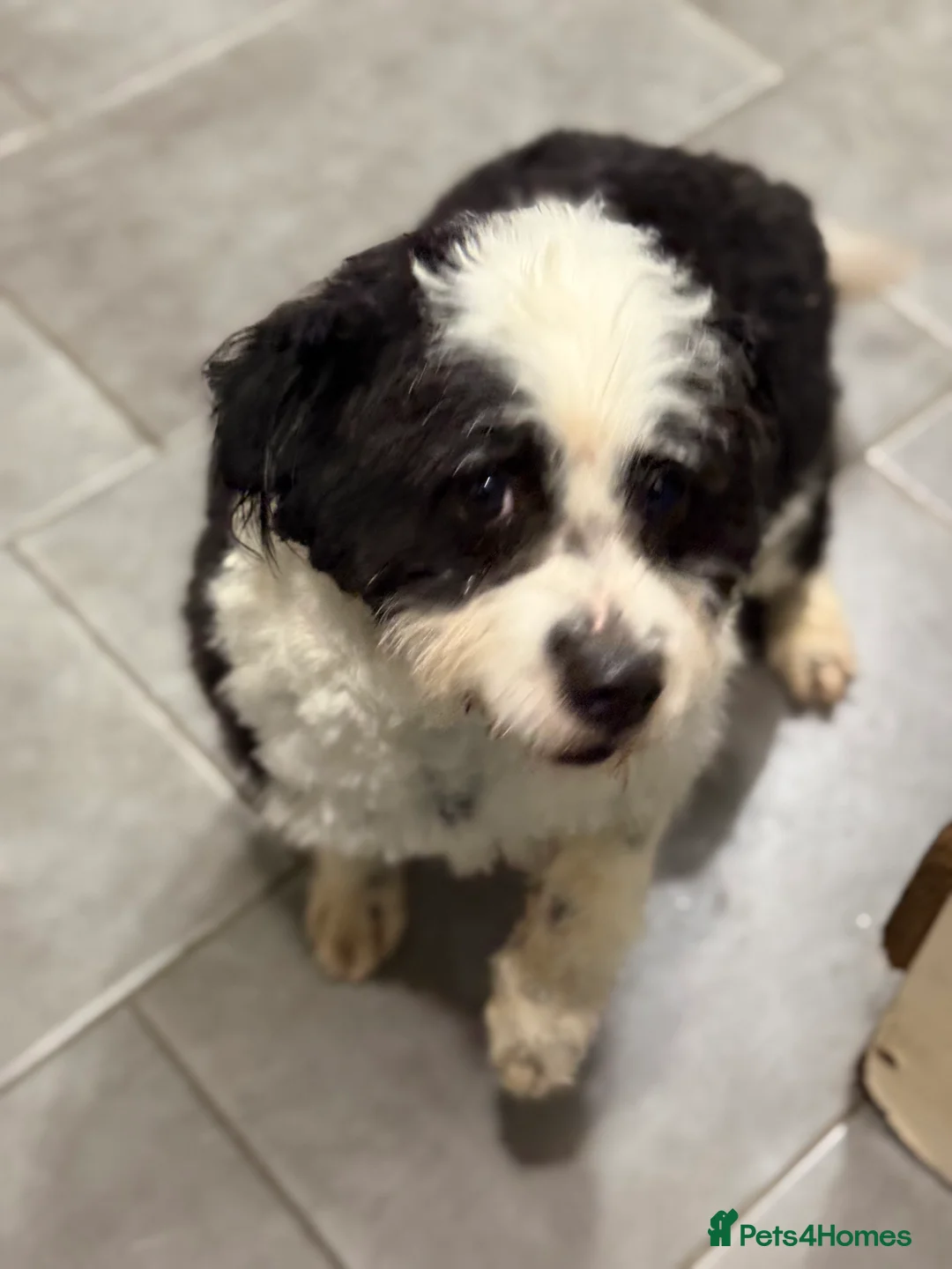 Mixed Breed dogs for adoption: Cute Teddy looking for True Love  - Advert 5