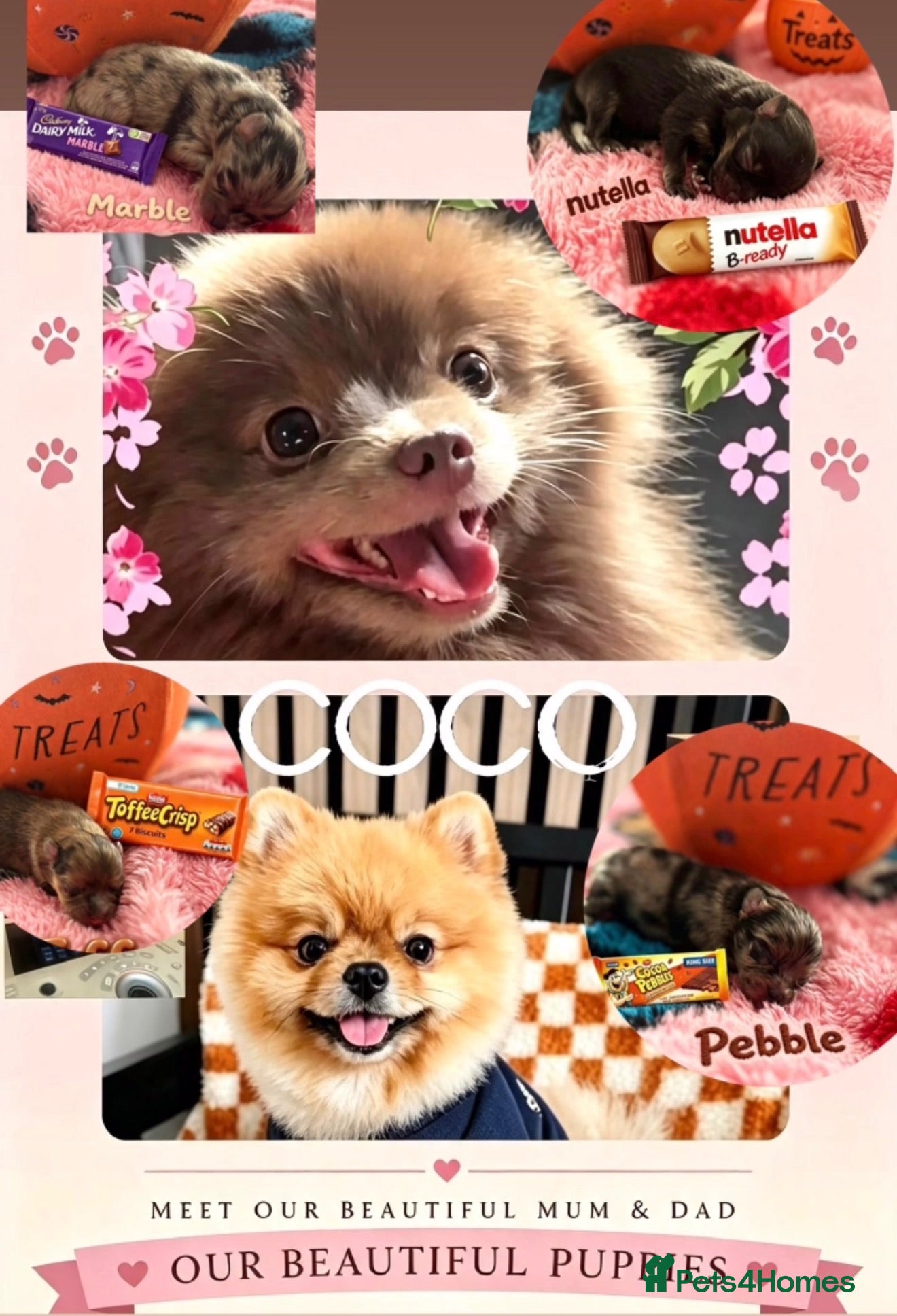 Pomeranian dogs ✨Super Rare Fluffy Poms🐾🐶✨💜🤎🩶🩵 - Advert 2