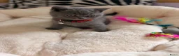 British Shorthair cats for sale: Beautiful British Shorthair Kittens! in London - Advert 7